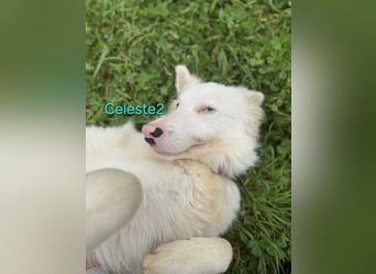 DRINGEND! Celeste2 geb. 01/2024 (ESP) - besonderer Border Collie sucht besondere Menschen!