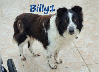 Billy1♥️geb. 01/2020 (GRC) - menschenbezogener, freundlicher und anhänglicher Border Collie!