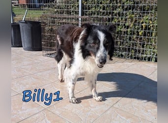 Billy1♥️geb. 01/2020 (GRC) - menschenbezogener, freundlicher und anhänglicher Border Collie!