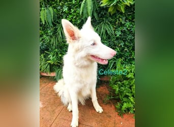 DRINGEND! Celeste2 geb. 01/2024 (ESP) - besonderer Border Collie sucht besondere Menschen!