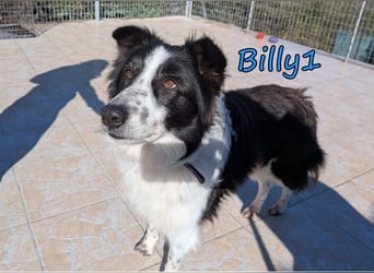 Billy1 geb. 01/2020 (GRC) - menschenbezogener, freundlicher und anhänglicher Border Collie!