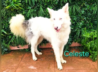 Celeste geb. 01/2024 (ESP) - besonderer Border Collie sucht besondere Menschen!