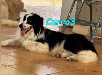 Curro3 geb. 05/2019 (ESP) - liebenswerter, arbeitswilliger Traumhund sucht sein Zuhause!