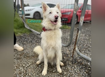 Celeste geb. 01/2024 (ESP) - besonderer Border Collie sucht besondere Menschen!