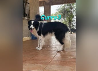 Curro3 geb. 05/2019 (ESP) - liebenswerter, arbeitswilliger Traumhund sucht sein Zuhause!