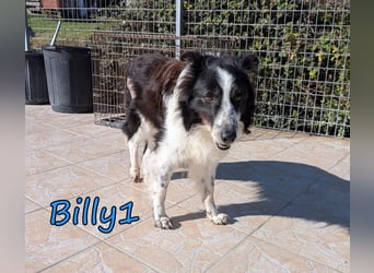 Billy1 geb. 01/2020 (GRC) - menschenbezogener, freundlicher und anhänglicher Border Collie!