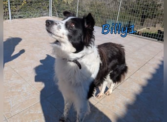 Billy1 geb. 01/2020 (GRC) - menschenbezogener, freundlicher und anhänglicher Border Collie!