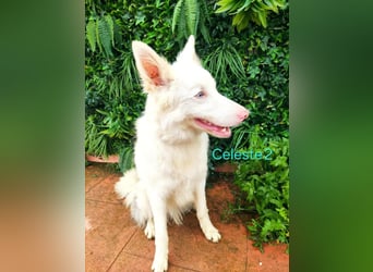 DRINGEND! Celeste2 geb. 01/2024 (ESP) - besonderer Border Collie sucht besondere Menschen!