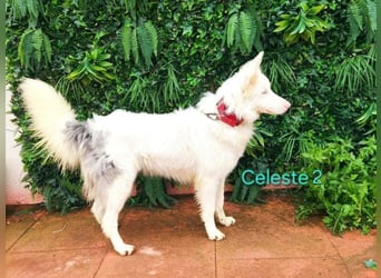 DRINGEND! Celeste2 geb. 01/2024 (ESP) - besonderer Border Collie sucht besondere Menschen!