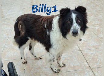 Billy1 geb. 01/2020 (GRC) - menschenbezogener, freundlicher und anhänglicher Border Collie!