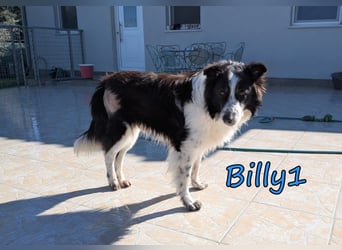 Billy1 geb. 01/2020 (GRC) - menschenbezogener, freundlicher und anhänglicher Border Collie!