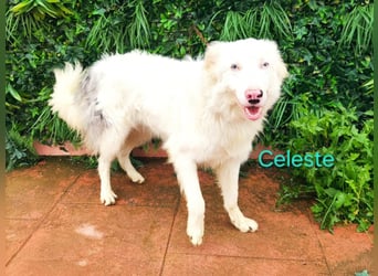 Celeste geb. 01/2024 (ESP) - besonderer Border Collie sucht besondere Menschen!