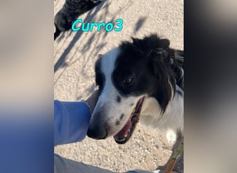 Curro3 geb. 05/2019 (ESP) - liebenswerter, arbeitswilliger Traumhund sucht sein Zuhause!
