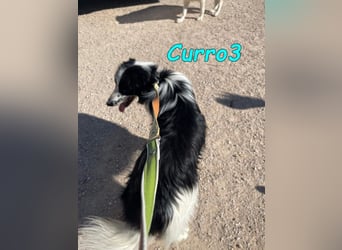Curro3 geb. 05/2019 (ESP) - liebenswerter, arbeitswilliger Traumhund sucht sein Zuhause!