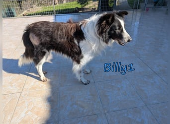 Billy1 geb. 01/2020 (GRC) - menschenbezogener, freundlicher und anhänglicher Border Collie!