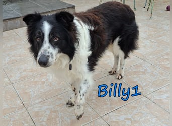 Billy1 geb. 01/2020 (GRC) - menschenbezogener, freundlicher und anhänglicher Border Collie!