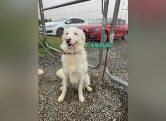 DRINGEND! Celeste2 geb. 01/2024 (ESP) - besonderer Border Collie sucht besondere Menschen!
