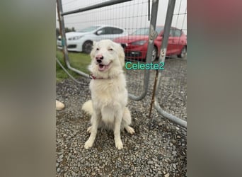 DRINGEND! Celeste2 geb. 01/2024 (ESP) - besonderer Border Collie sucht besondere Menschen!