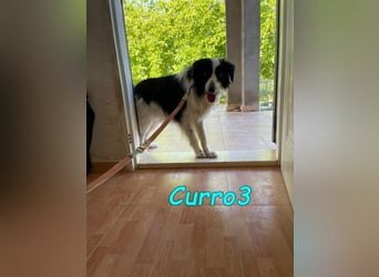 Curro3 geb. 05/2019 (ESP) - liebenswerter, arbeitswilliger Traumhund sucht sein Zuhause!