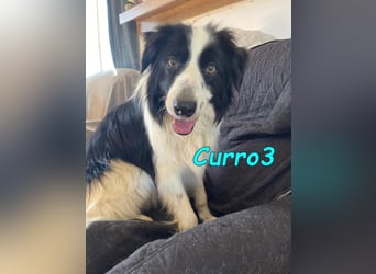 Curro3 geb. 05/2019 (ESP) - liebenswerter, arbeitswilliger Traumhund sucht sein Zuhause!