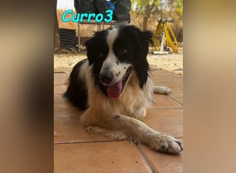 Curro3 geb. 05/2019 (ESP) - liebenswerter, arbeitswilliger Traumhund sucht sein Zuhause!