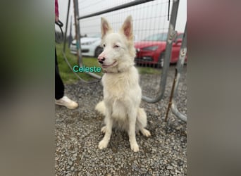 Celeste geb. 01/2024 (ESP) - besonderer Border Collie sucht besondere Menschen!