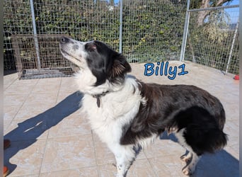 Billy1 geb. 01/2020 (GRC) - menschenbezogener, freundlicher und anhänglicher Border Collie!