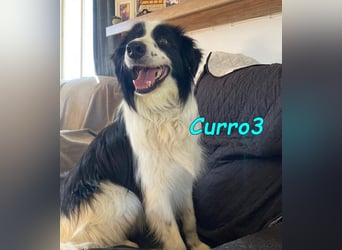 Curro3 geb. 05/2019 (ESP) - liebenswerter, arbeitswilliger Traumhund sucht sein Zuhause!