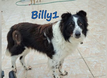 Billy1 geb. 01/2020 (GRC) - menschenbezogener, freundlicher und anhänglicher Border Collie!