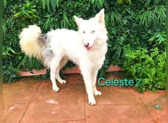 DRINGEND! Celeste2 geb. 01/2024 (ESP) - besonderer Border Collie sucht besondere Menschen!