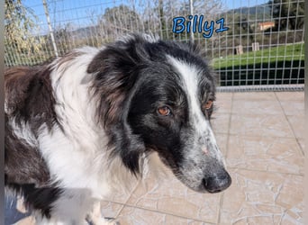 Billy1 geb. 01/2020 (GRC) - menschenbezogener, freundlicher und anhänglicher Border Collie!