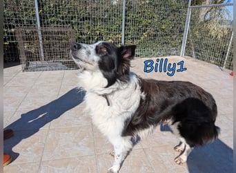 Billy1 geb. 01/2020 (GRC) - menschenbezogener, freundlicher und anhänglicher Border Collie!