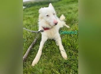 DRINGEND! Celeste2 geb. 01/2024 (ESP) - besonderer Border Collie sucht besondere Menschen!
