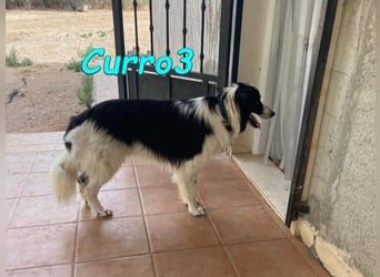 Curro3 geb. 05/2019 (ESP) - liebenswerter, arbeitswilliger Traumhund sucht sein Zuhause!