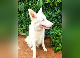 Celeste geb. 01/2024 (ESP) - besonderer Border Collie sucht besondere Menschen!