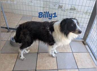 Billy1♥️geb. 01/2020 (GRC) - menschenbezogener, freundlicher und anhänglicher Border Collie!