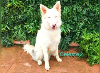 DRINGEND! Celeste2 geb. 01/2024 (ESP) - besonderer Border Collie sucht besondere Menschen!