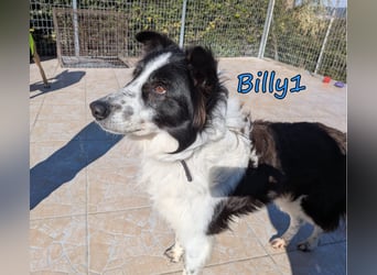 Billy1 geb. 01/2020 (GRC) - menschenbezogener, freundlicher und anhänglicher Border Collie!