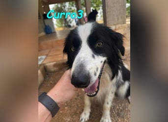 Curro3 geb. 05/2019 (ESP) - liebenswerter, arbeitswilliger Traumhund sucht sein Zuhause!