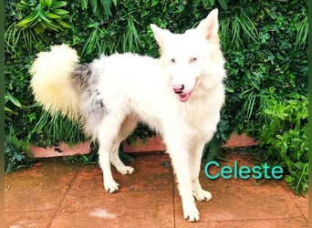 Celeste geb. 01/2024 (ESP) - besonderer Border Collie sucht besondere Menschen!