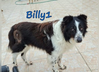 Billy1 geb. 01/2020 (GRC) - menschenbezogener, freundlicher und anhänglicher Border Collie!