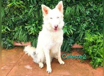 DRINGEND! Celeste2 geb. 01/2024 (ESP) - besonderer Border Collie sucht besondere Menschen!