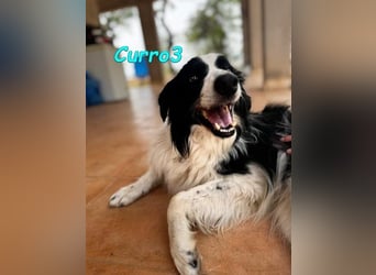 Curro3 geb. 05/2019 (ESP) - liebenswerter, arbeitswilliger Traumhund sucht sein Zuhause!