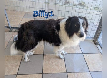 Billy1♥️geb. 01/2020 (GRC) - menschenbezogener, freundlicher und anhänglicher Border Collie!