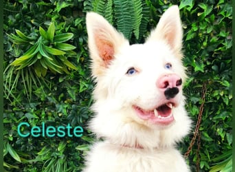 Celeste geb. 01/2024 (ESP) - besonderer Border Collie sucht besondere Menschen!
