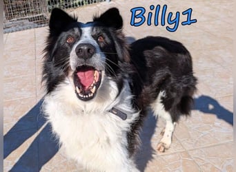 Billy1♥️geb. 01/2020 (GRC) - menschenbezogener, freundlicher und anhänglicher Border Collie!