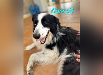 Curro3 geb. 05/2019 (ESP) - liebenswerter, arbeitswilliger Traumhund sucht sein Zuhause!
