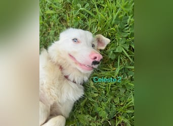DRINGEND! Celeste2 geb. 01/2024 (ESP) - besonderer Border Collie sucht besondere Menschen!