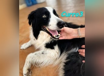 Curro3 geb. 05/2019 (ESP) - liebenswerter, arbeitswilliger Traumhund sucht sein Zuhause!
