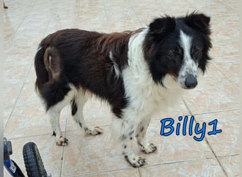 Billy1 geb. 01/2020 (GRC) - menschenbezogener, freundlicher und anhänglicher Border Collie!